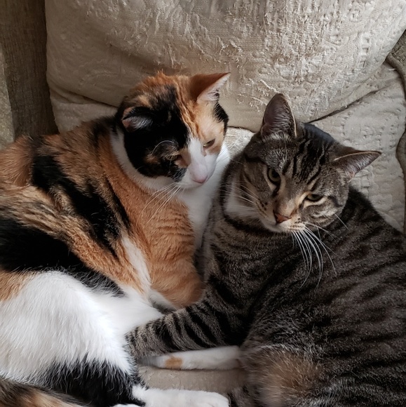 Meet your Posher, Arezu - Picture 2 of 7